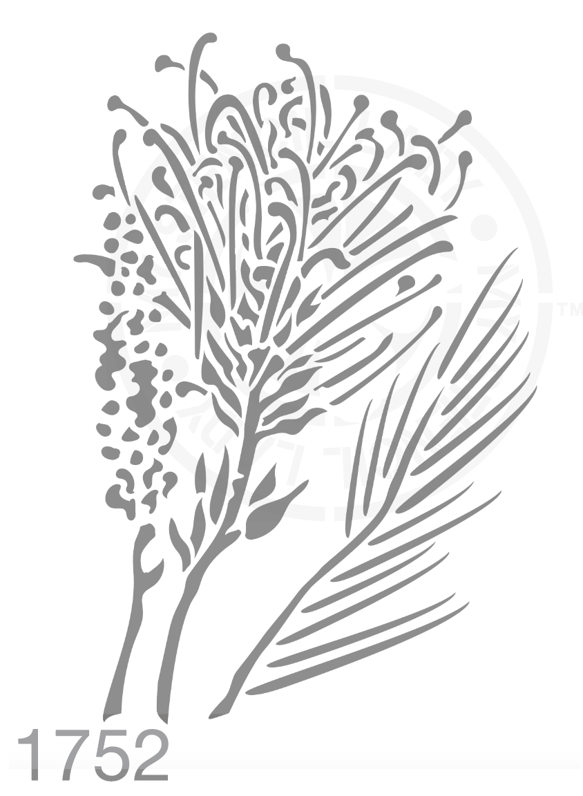 Grevillea Australian Flower Hand Drawn Illustration Stencil 1752 Australian Natives Plants and Animals Reusable Templates and Stencils